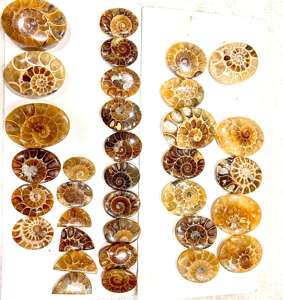 อัญมณีแอมโมไนต์สีเหลืองธรรมชาติทรงหลวมตัดเป็นรูปวงรีฟรีไซส์ - Product Image 5