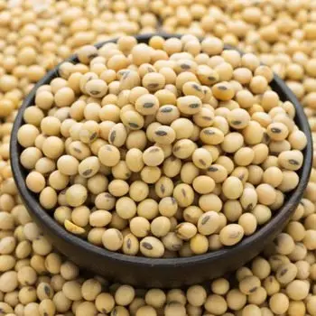 Biji Kedelai Alami Non GMO, Ukuran Paket: 50Kg, Perusahaan Dagang Rs 36/Kiloan