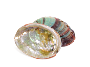 Venta al por mayor tamaño de concha de abulón 10 a 15cm para proyectos de arte y exhibición interior - Product Image 4