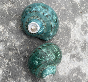 Material de Concha de Tonna Pulida para Aplicaciones Artísticas de Decoración del Hogar, Seleccionado a Mano en Zonas Costeras de Vietnam - Product Image 2