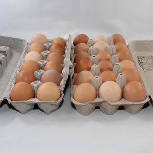 Prix direct de la volaille : Œufs frais de table et œufs de poulet de chair fécondés Cobb 308 / Cobb 700 fertiles - Product Image 5