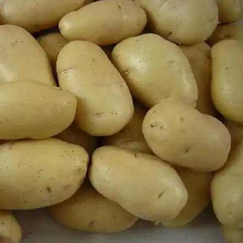 USA Lieferant frische neue Ernte Gemüse Großhandel Kartoffel frische Preise in China für den Export von frischen Kartoffeln