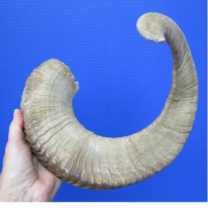 Shofar de Cuerno de Carnero Kudu Natural de Tamaño Personalizado, Shofar Pulido de Cuerno de Oveja para Fines Religiosos Judíos, de Ágata de la India - Product Image 6