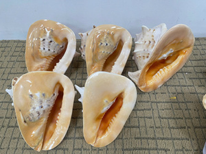 เปลือกหอยสังข์ธรรมชาติขนาดใหญ่เปลือกหอย0084935825297ทะเลมัสเชล - Product Image 3
