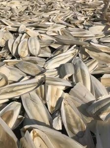 Mejore los entornos de sus mascotas con hueso de sepia Nuevos artículos 2024 hueso de sepia Perfecto para manualidades y cuidado de mascotas - Product Image 5