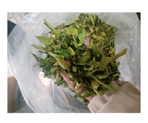 100% daun Lemon Herbal Ceylon murni kelas terbaik Vietnam asli dan harga kompetitif daun Lemon kering