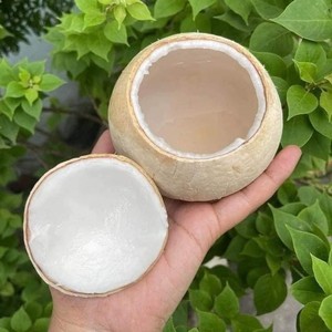 Open Top Polished Coconut Vietnam | Servicio fácil y rápido | Ideal para bebidas tropicales de moda de Corea - Product Image 1