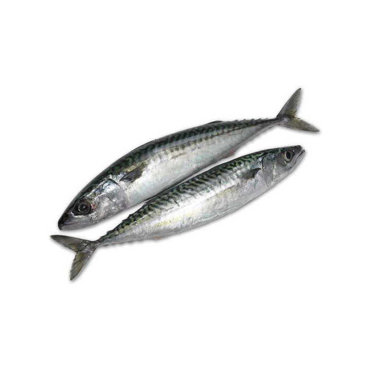 horse mackerel fish big eye mackerel fish Japanese horse mackerel