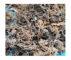 Produit de haute qualité séché Eucheuma Cottonii algues de gros 99 Gold Data Vietnam - Product Image 6