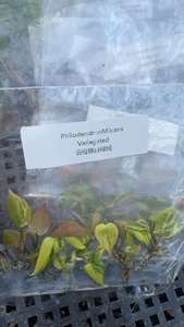 Plante rare de Philodendron Micans variegata en culture tissulaire - Feuille veloutée 3-5 cm, cultivée en laboratoire et certifiée phytosanitaire - Product Image 4