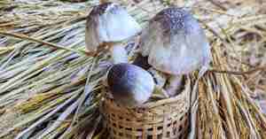 2023ฟางธรรมชาติเค็มเห็ดสดทั้งหมดสำหรับใช้ในอาหาร - Product Image 4