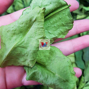 PRODUCTO CALIENTE | HOJA DE LIMÓN DESHIDRATADA/HIERBA DE HOJAS DE LIMÓN NATURAL CON PRECIO BARATO - Product Image 1