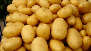 Pommes de terre fraîches de qualité supérieure, 100 % jaunes vives, grade A+ (Solanum Tuberosum) à vendre - Product Image 3