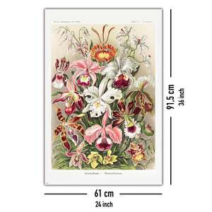 Formas artísticas en la naturaleza de Ernst Haeckel, placa 74, póster de naturaleza muerta con orquídeas sobre papel - Product Image 4