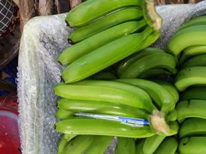 Vietnamese Good Quality Fresh Cavendish <b>Banana</b> <b>Sweet</b> Cavendish <b>Banana</b> Green Premium Quality Cavendish <b>Banana</b> for Export - Product Image 5