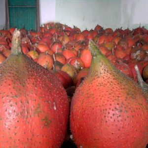 Aceite de alta calidad Momordica Cochinchinness (aceite de fruta GAC) El mejor precio garantizado en productos agrícolas - Product Image 2
