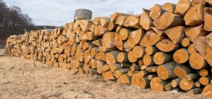 Bois de chauffage frais coupé en chêne massif, combustible industriel, respectueux de l'environnement, facile à brûler - Product Image 5