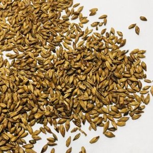 Grano de Cebada / Grano de Cebada Maltada / Grano de Cebada Descascarillada a Precio Competitivo - Product Image 3