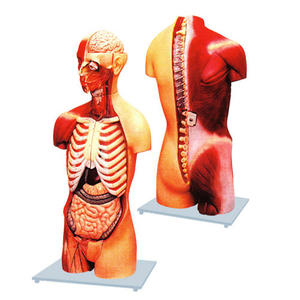 Torse unisexe classique avec dos ouvert 17 parties d'une colonne vertébrale exposée avec des vertèbres et des segments de moelle épinière amovibles. - Product Image 3