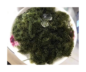 La uva Marina deshidratada seleccionada de Vietnam deshidrata las uvas marinas secas finas con una apariencia atractiva para compradores globales - Product Image 5