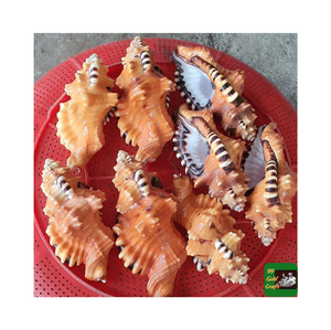 Coquillages cauri coquillages naturels Leporicypraea Mappa de haute qualité et meilleur vendeur prix compétitif du Vietnam - Product Image 4