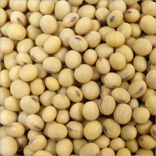 Suministro a granel de calidad superior de exportaciones de soja seca sin OGM con alto contenido proteico