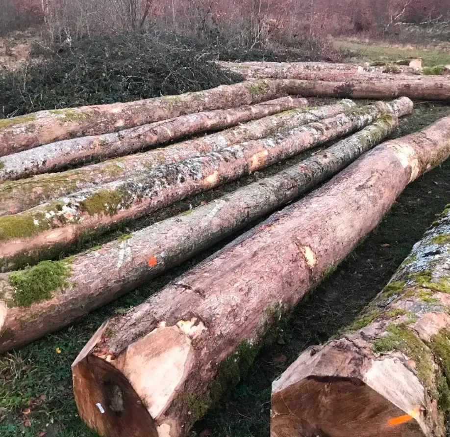 Legno di acero duro canadese a tutto tondo e dimensioni in legno tronchi di legno di Padauk rosso per mobili