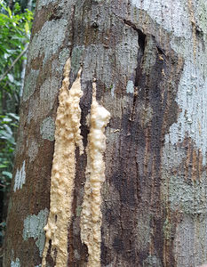 Résine de benjoin siam de haute qualité pour huile essentielle - Product Image 1