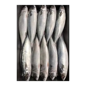 Buen precio caballa/pescado fresco congelado del Pacífico caballa 400-600g para la venta - Product Image 2