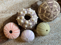 GEM HOT SELLING Urchin de mer premium du Vietnam, pièce décorative idéale pour la maison et le bureau