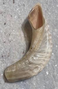 Cuerno de Shofar de Carnero Natural Pulido - Decoración Religiosa Ecológica para el Hogar de Alta Calidad - Product Image 3