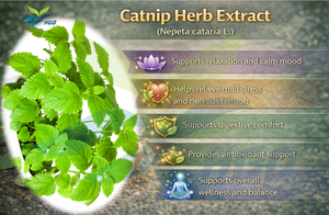 โรงงาน HGO จัดจำหน่ายโดยตรง สารสกัดจากแคทนิปแท้บริสุทธิ์ เกรดอาหาร อัตราส่วนการสกัด 10:1 - Product Image 5