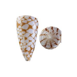 Cono de concha de caracol, escultura artesanal natural artesanal perfecta para decoración inspirada en el océano y colecciones ecológicas - Product Image 2