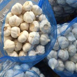 Market Peeled Garlic Price|Fresh Snow White Garlic in 4/5/6/8/10KG Bags|Top Grade Thai Supplier - Product Image 5