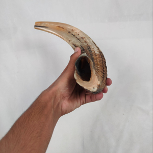 Handcrafted Half-Polished Ram Shofar Horn Musical Anti-Odor Spray Decorative Functional Jewish <b>Gift</b> for <b>Men</b> from India <b>SALE</b> - Product Image 1