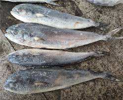 Haute qualité 2-4 kg IQF congelé entier rond Mahi Mahi bon prix approvisionnement en vrac pour les poissons - Product Image 2