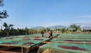 HANCOFFEE Vietnam, Nuevas Granos de Café Verde Arábica - El Mejor Precio Más Bajo - Grado 3, Granos de Café Crudo Sin Tostar - Product Image 2