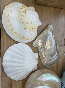 Scallop Shell utilizado para la exhibición de alimentos Buffet Configuración Evento Catering y requisitos de embalaje de regalo - Product Image 2