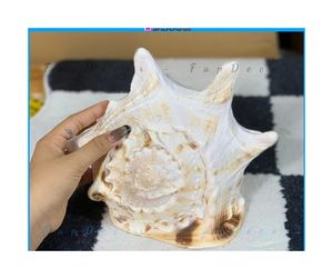 Carcasa de casco de Vietnam para decoración del hogar-Color océano y carcasa de casco de brillo natural para compradores de decoración al por mayor - Product Image 5