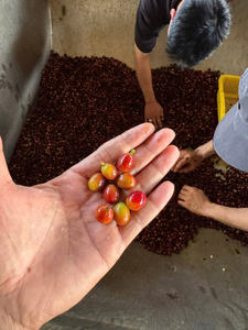 HANCOFFEE 2026 CROP Granos de Café Arábica Verdes - Venta al por Mayor Más Barata - Empaquetados en Bolsas de 60 kg/ Bolsa de Polipropileno/Bolsa de Yute - Muestra Gratis - Product Image 4