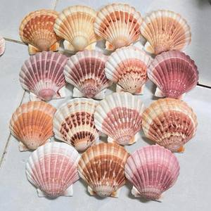 Coquilles de pétoncles naturelles Ms Sophie en vrac pour mariage, décoration intérieure et événements - Product Image 4