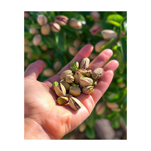 Pistachos al por mayor, suministro a granel, producto de alta calidad, precio económico, envío rápido - Product Image 5