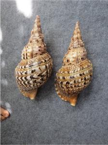 สร้อยคอจี้เครื่องประดับแฟชั่นแบบเงาสำหรับไทรทันหอยสังข์งานหัตถกรรมสำหรับจัดแสดงสินค้าส่งออก - Product Image 5