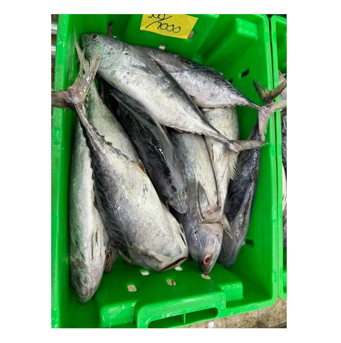 Melhor qualidade, baixo preço, estoque a granel disponível de peixes congelados, atum bonito redondo inteiro, para exportação em todo o mundo, da Germa