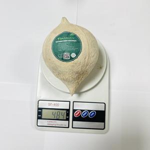 Coco Entero Pulido - Cáscara Limpia, Grado de Exportación de Vietnam - Product Image 3