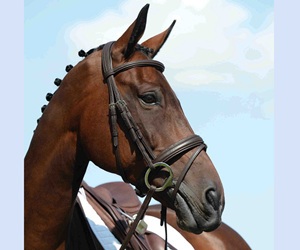Bridon en cuir de qualité supérieure pour cheval, en cuir véritable brun, fabricant de bridons pour cheval, bonne qualité - Product Image 6