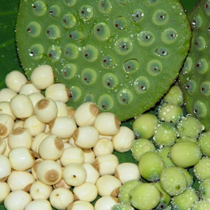 Best Seller Exporting Standard Frozen Lotus <b>Nut</b> with Reasonable Price - Product Image 2