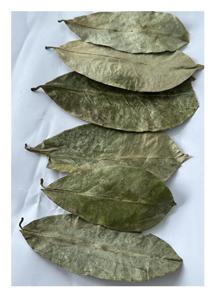 Feuilles de corossol séchées naturelles/feuille de Graviola avec un prix compétitif et une qualité de qualité à partir de 99 Gold Data Vietnam - Product Image 3