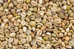 100% VIETNAM ORIGINAL ROBUSTA GRAINS DE CAFÉ VERT EN VRAC AVEC PROCESSUS DE POLISSAGE PROPRE/HUMIDE ERIC PHAN + 84349964058 - Product Image 6