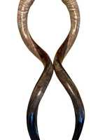 Cuerno de Shofar Hecho a Mano en Israel, Diseño Auténtico con Acabado Medio Pulido, Ideal para Ceremonias Religiosas y Colecciones